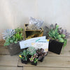 DIY Ceramic Cubed Pot w/ 4 assorted Succulents