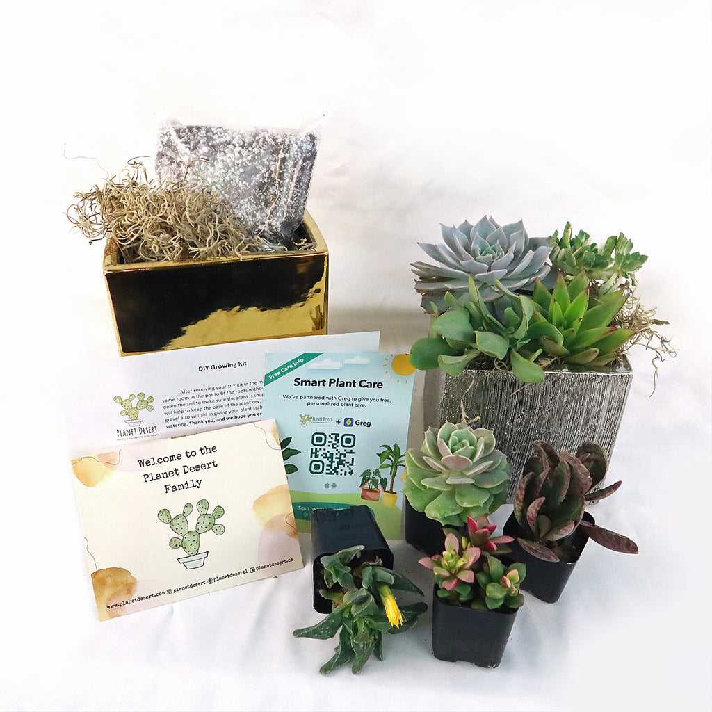 DIY Ceramic Cubed Pot w/ 4 assorted Succulents