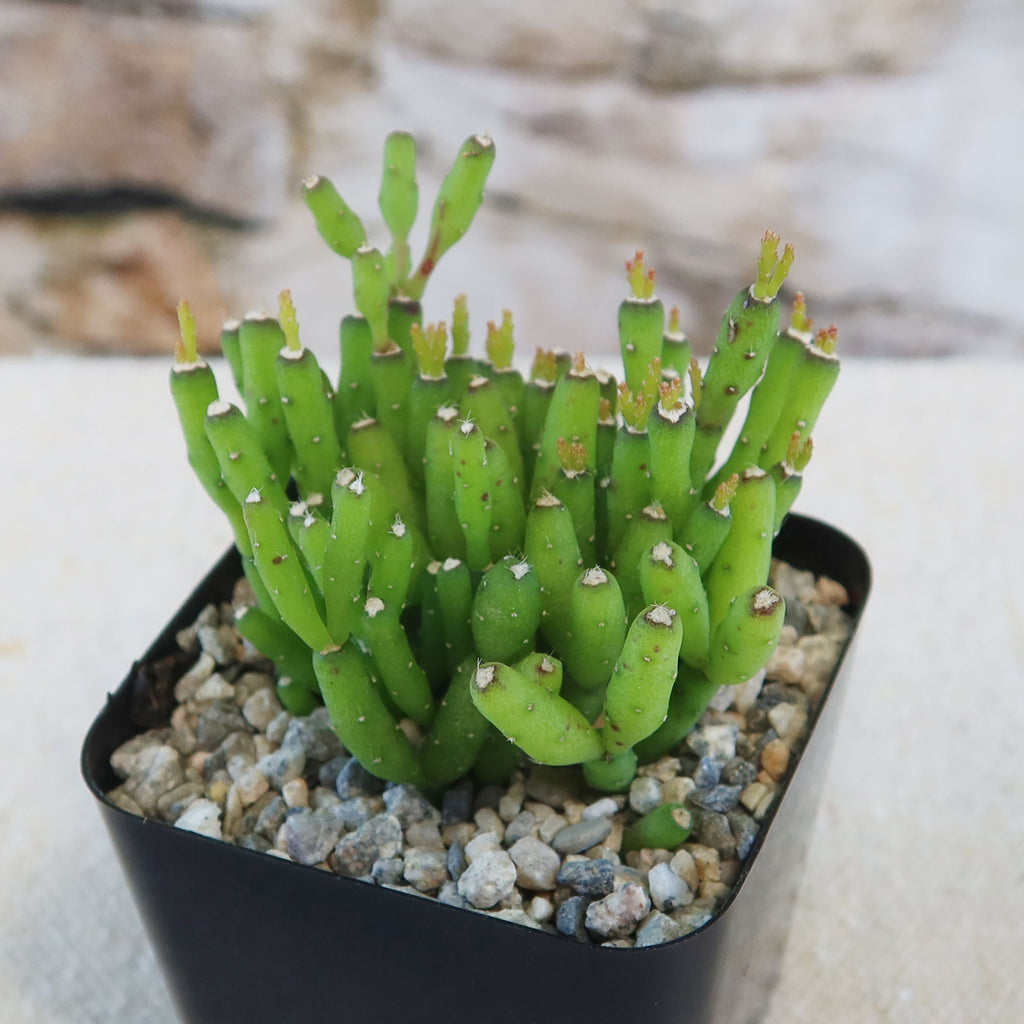 Dancing Bones Cactus &