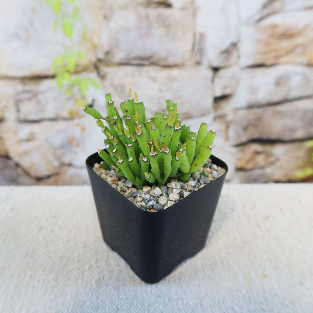 Dancing Bones Cactus &