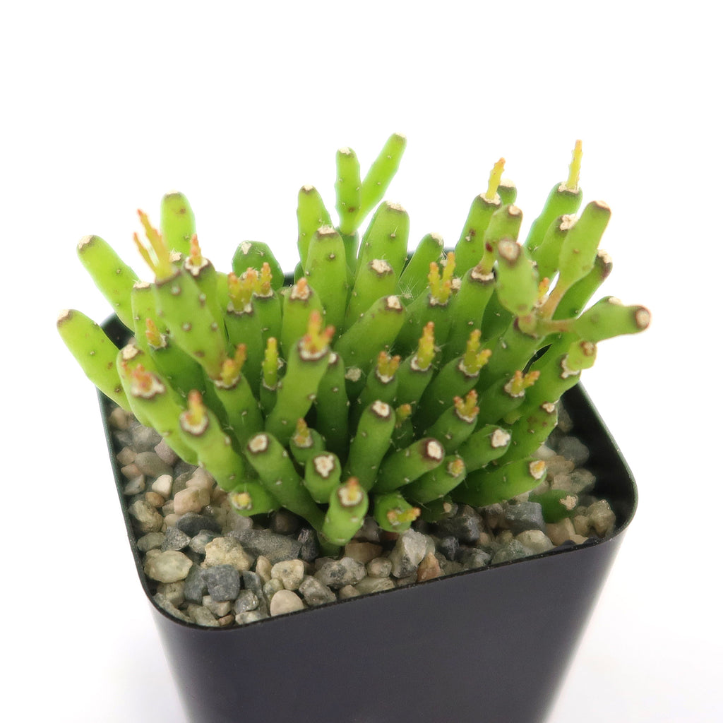 Dancing Bones Cactus &