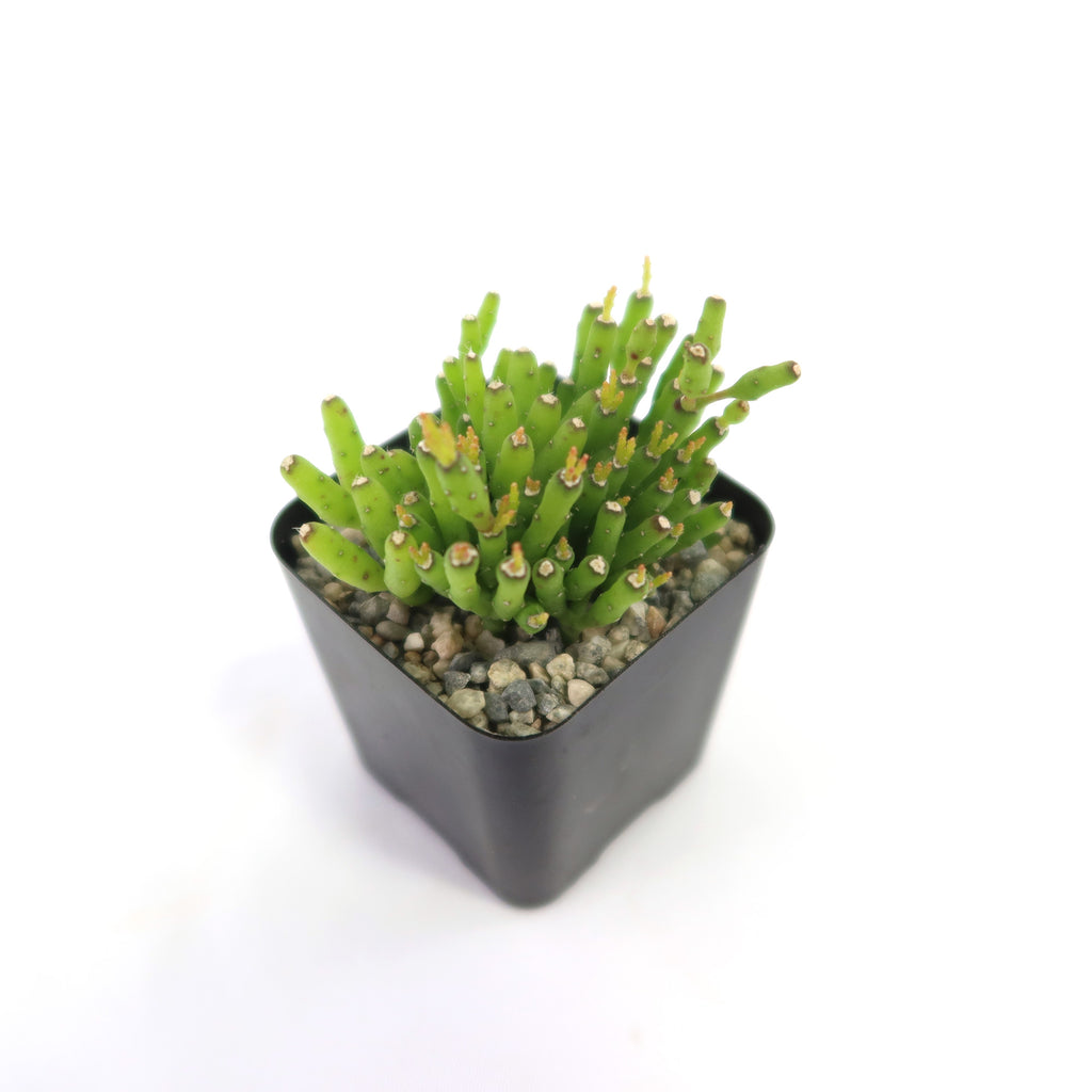 Dancing Bones Cactus &