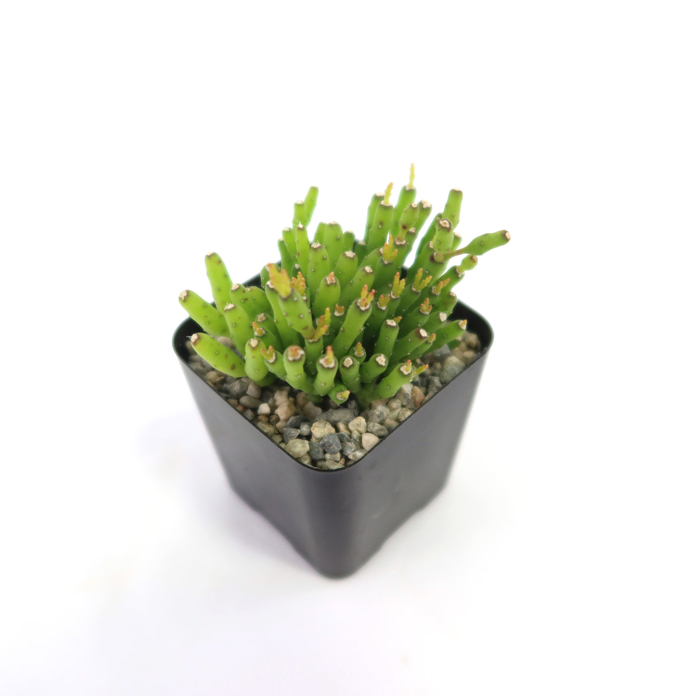 hatiora succulent Shop 'Hatiora salicornioides - Dancing Bones Cactus' Care and Info