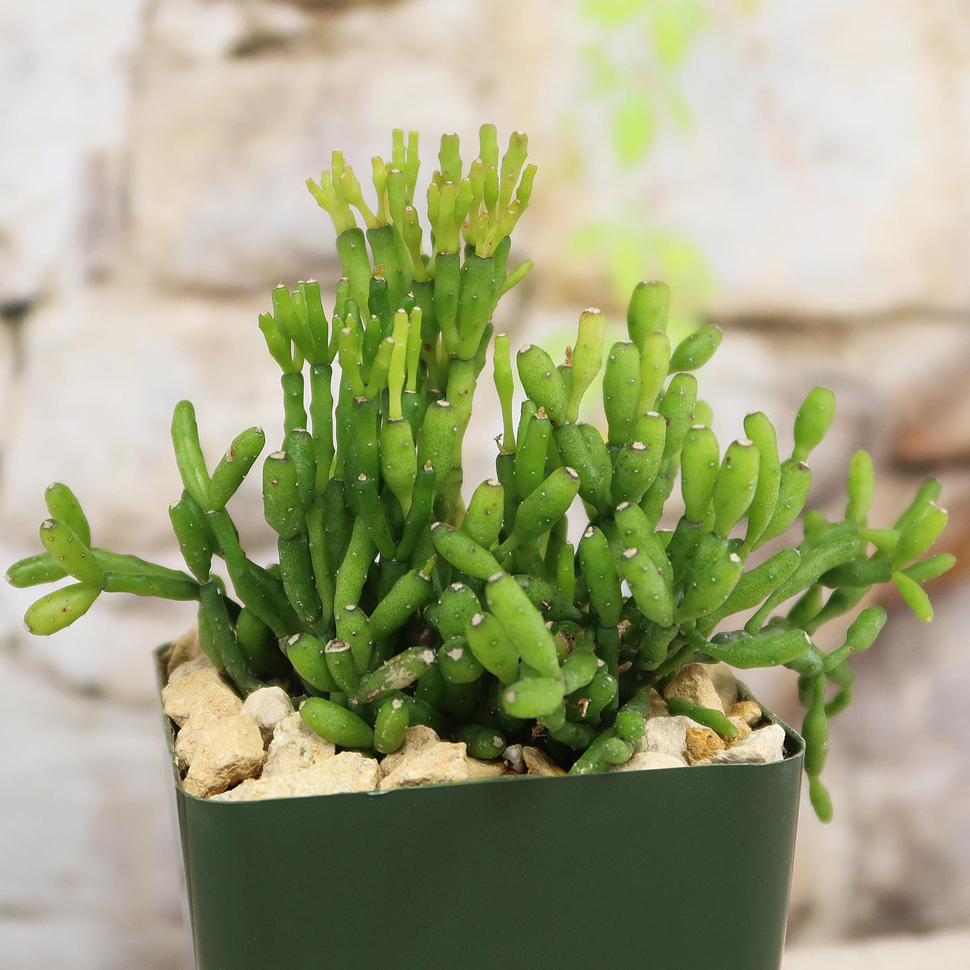 Shop 'Hatiora salicornioides - Dancing Bones Cactus' Care and Info