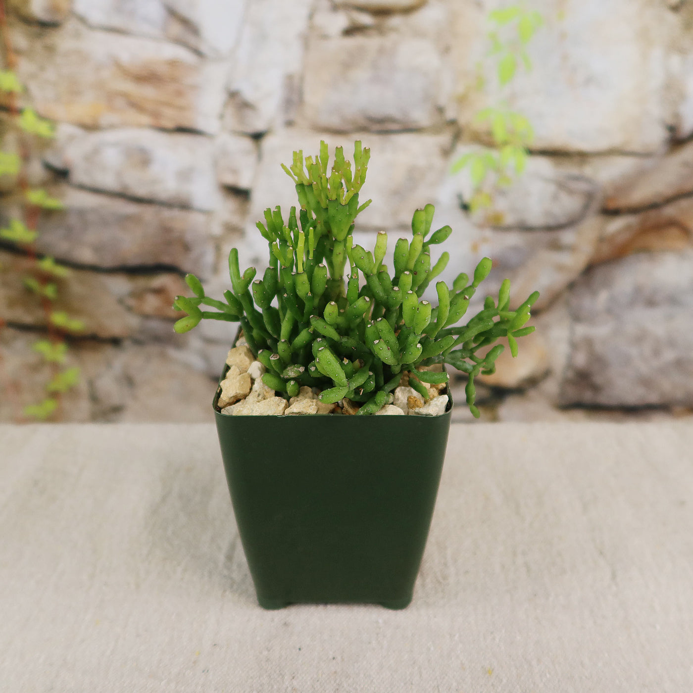 bones succulent Shop 'Hatiora salicornioides - Dancing Bones Cactus' Care and Info