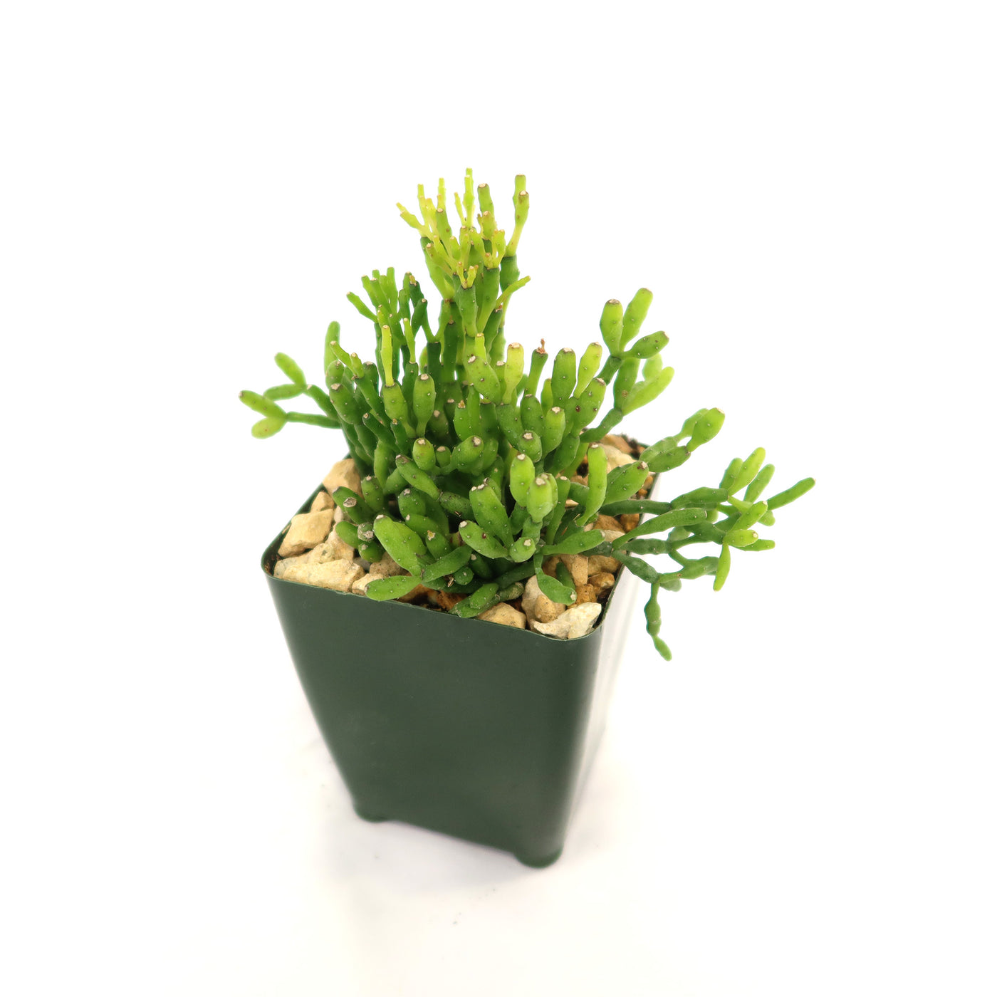 dancing bones cactus Shop 'Hatiora salicornioides - Dancing Bones Cactus' Care and Info