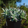 Darley sunshine - Graptosedum &