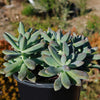 Darley sunshine - Graptosedum &