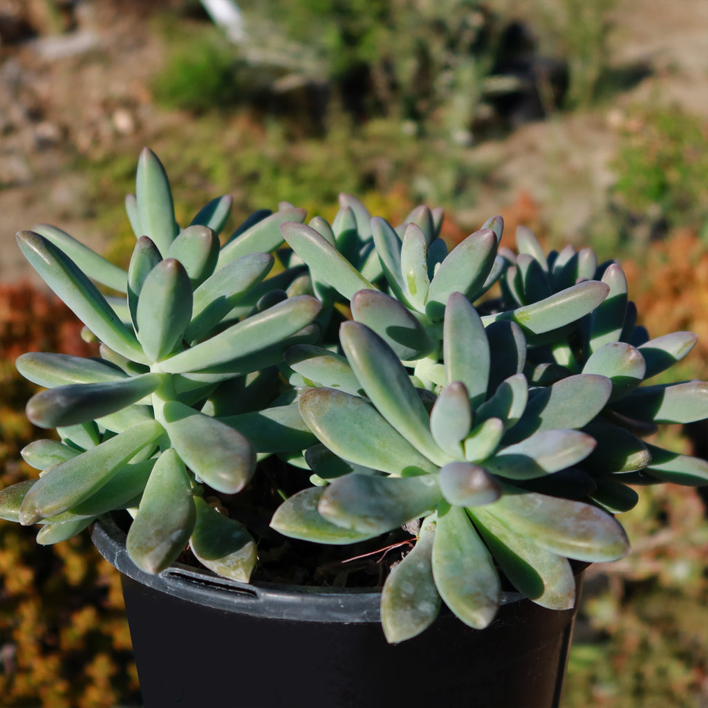 Darley sunshine - Graptosedum &