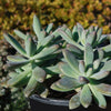 Darley sunshine - Graptosedum &