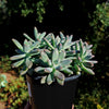 Darley sunshine - Graptosedum &