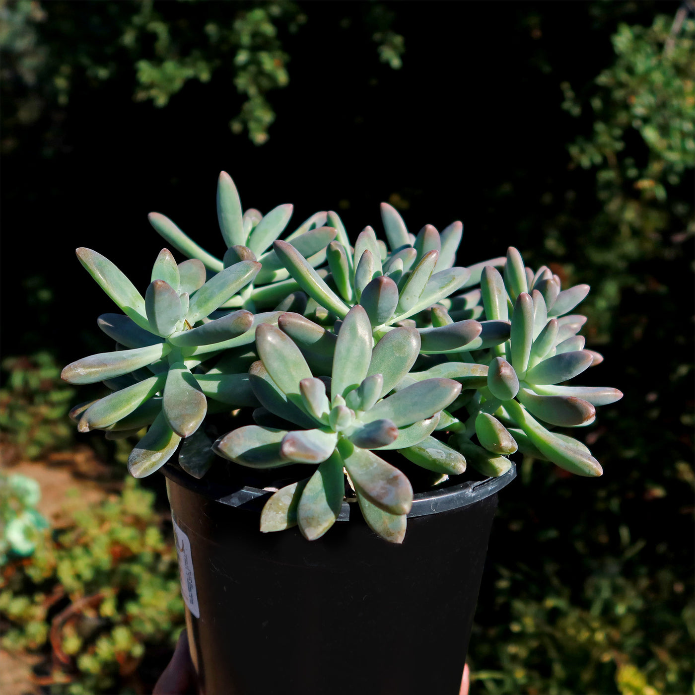 darley sunshine succulent scientific name Graptosedum Darley Sunshine Succulent | Shop Now