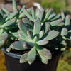 Darley sunshine - Graptosedum &