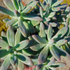 Darley sunshine - Graptosedum &