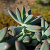 Darley sunshine - Graptosedum &