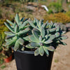 Darley sunshine - Graptosedum &