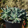 Darley sunshine - Graptosedum &