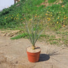 Desert Spoon Plant ‘Dasylirion wheeleri’