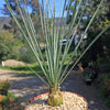 Desert Spoon Plant ‘Dasylirion wheeleri’