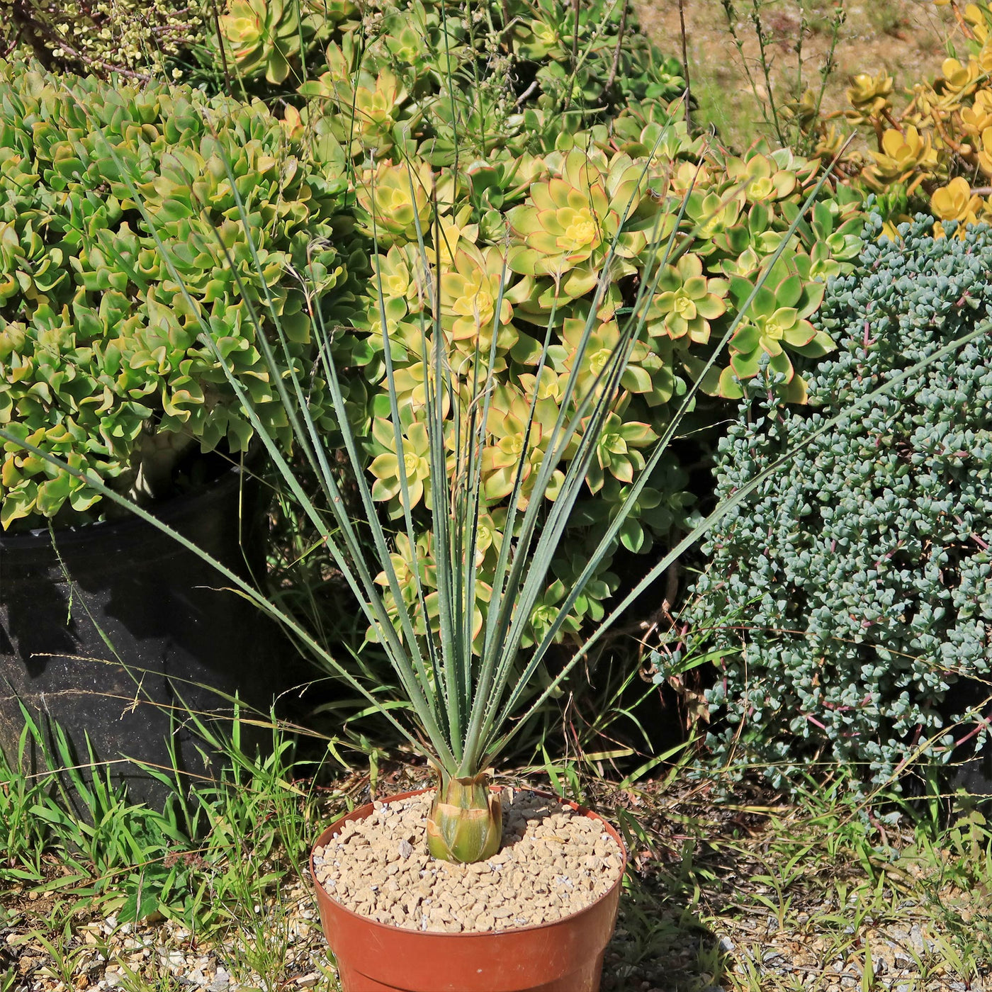 desert spoon succulent Shop 'Desert Spoon Plant - Dasylirion wheeleri' Care and Info