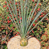 Desert Spoon Plant ‘Dasylirion wheeleri’