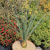 Desert Spoon Plant ‘Dasylirion wheeleri’