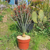 Desert Spoon Plant ‘Dasylirion wheeleri’