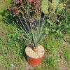 Desert Spoon Plant ‘Dasylirion wheeleri’