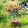 Desert Spoon Plant ‘Dasylirion wheeleri’