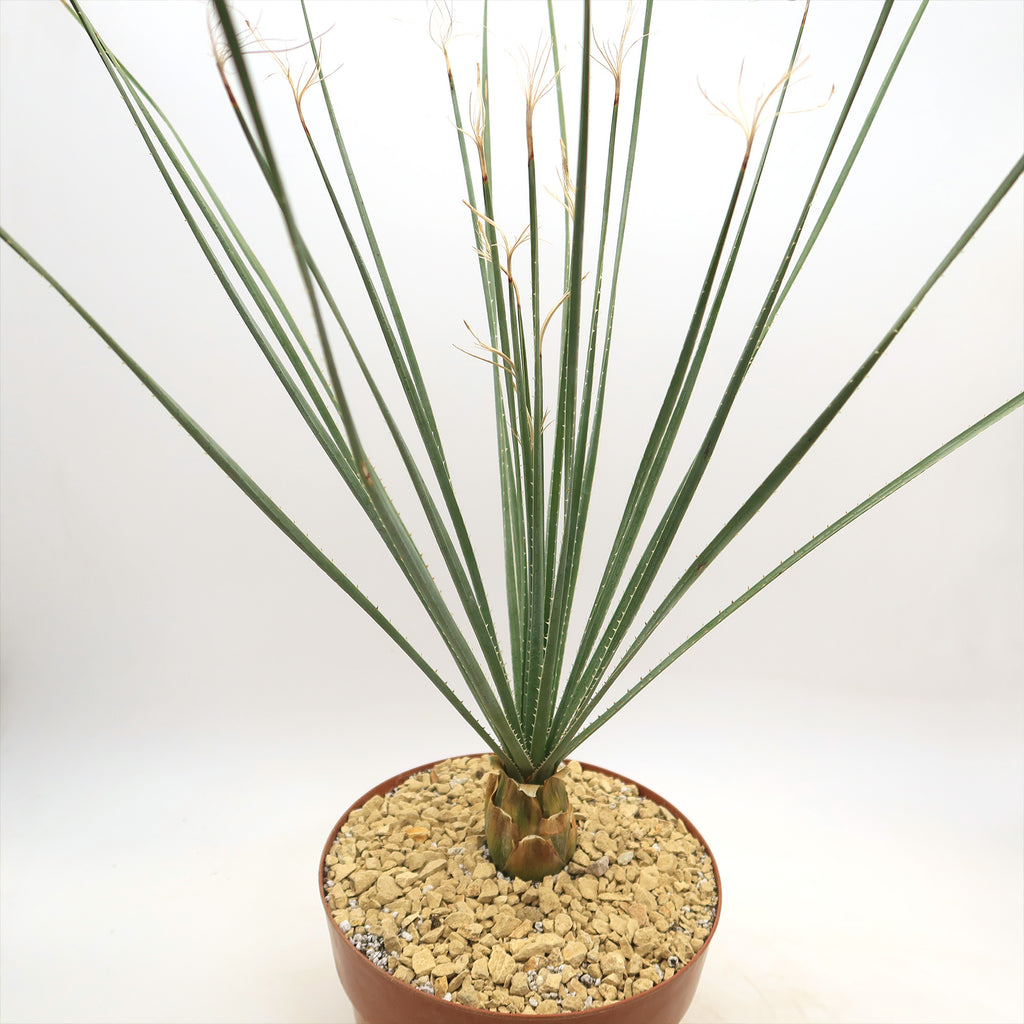 Desert Spoon Plant ‘Dasylirion wheeleri’