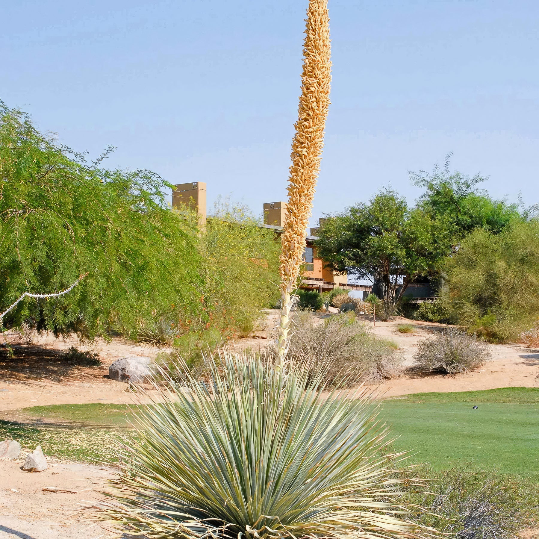 Desert Spoon Plant ‘Dasylirion wheeleri’