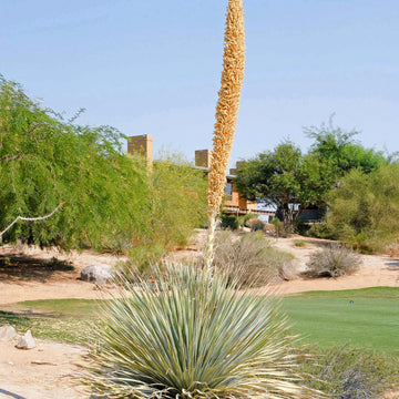 Shop 'Desert Spoon Plant - Dasylirion wheeleri' Care and Info
