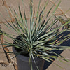 Desert Spoon Plant ‘Dasylirion wheeleri’