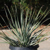 Desert Spoon Plant ‘Dasylirion wheeleri’