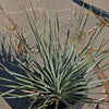 Desert Spoon Plant ‘Dasylirion wheeleri’