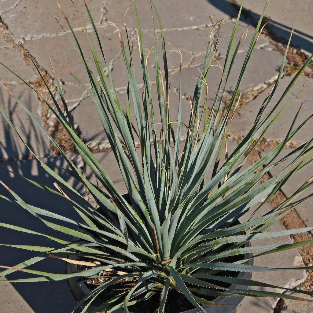 Desert Spoon Plant ‘Dasylirion wheeleri’