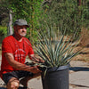 Desert Spoon Plant ‘Dasylirion wheeleri’