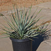 Desert Spoon Plant ‘Dasylirion wheeleri’