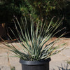 Desert Spoon Plant ‘Dasylirion wheeleri’