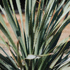 Desert Spoon Plant ‘Dasylirion wheeleri’