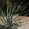 Desert Spoon Plant ‘Dasylirion wheeleri’