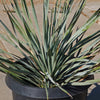 Desert Spoon Plant ‘Dasylirion wheeleri’