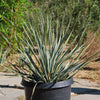 Desert Spoon Plant ‘Dasylirion wheeleri’