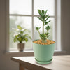 Desert Rose &