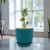 Desert Rose &