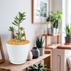 Desert Rose &