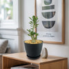 Desert Rose &