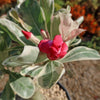 Variegated Desert Rose &