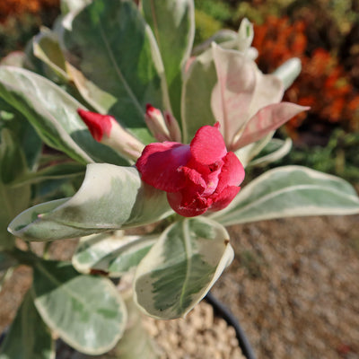 Variegated Desert Rose 'Adenium obesum Variegata' Grafted Siam