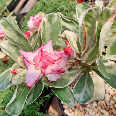 Variegated Desert Rose 'Adenium obesum Variegata' Grafted Siam